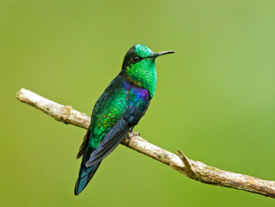 Green-crowned Woodnymph, male