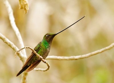 Sword-billed Hummingbird, male