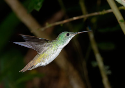 Andean Emerald