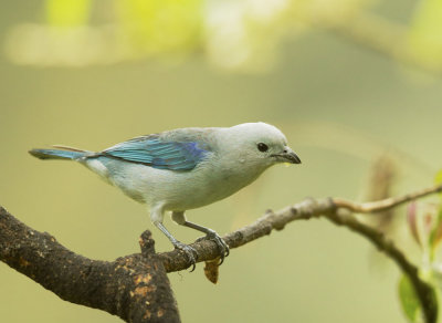 Blue-gray Tanager