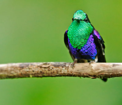 Green-crowned Woodnymph, male