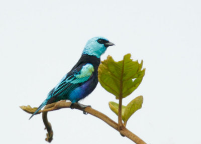 Blue-necked Tanager