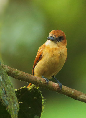 One-colored Becard, female