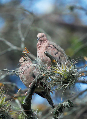 Common Ground-Doves