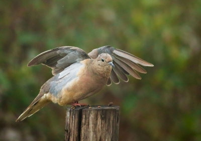 Eared Dove