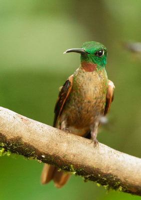 Fawn-breasted Brilliant, male