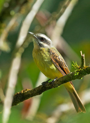 Golden-crowned Flycatcher