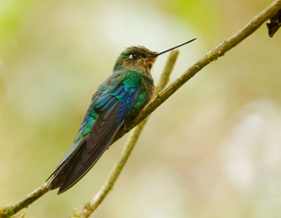 Great Sapphirewing, female