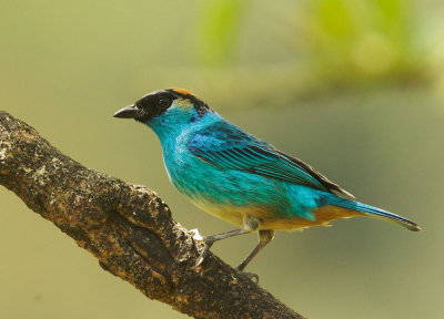 Golden-naped Tanager