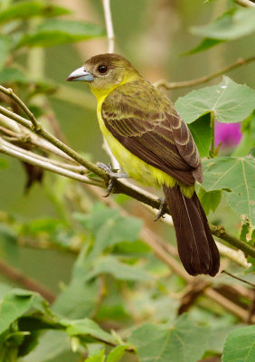 Lemon-rumped Tanager, female