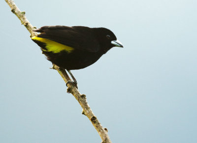 Lemon-rumped Tanager, male