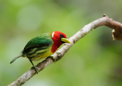 Red-headed Barbet, male