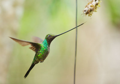 Sword-billed Hummingbird, male