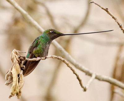 Sword-billed Hummingbird, male