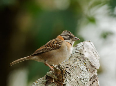 Rufous-collared Sparrow