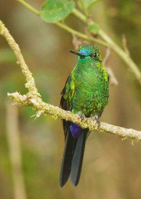 Sapphire-vented Puffleg