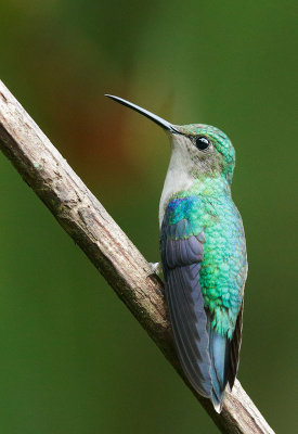 Green-crowned Woodnymph, female