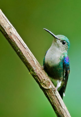 Green-crowned Woodnymph, female