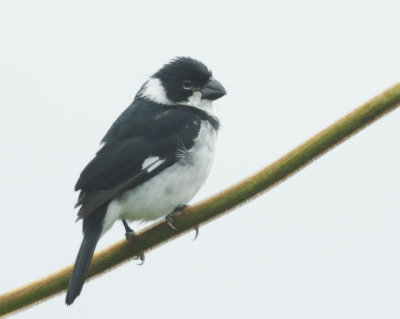 Variable Seedeater, male