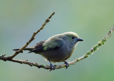 Palm Tanager