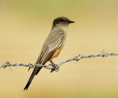 Say's Phoebe