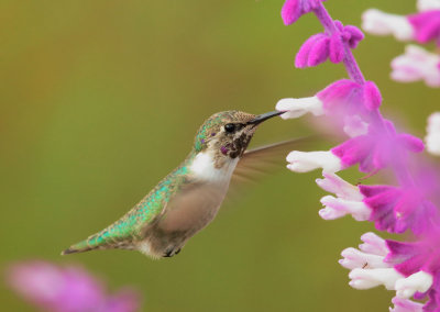 Costa's Hummingbird, sub-adult male