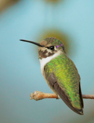 Costa's Hummingbird, sub-adult male