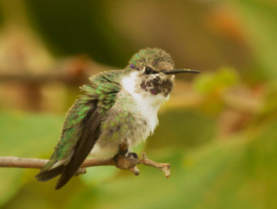 Costa's Hummingbird, sub-adult male