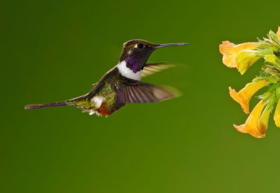 Purple-throated Woodstar, male