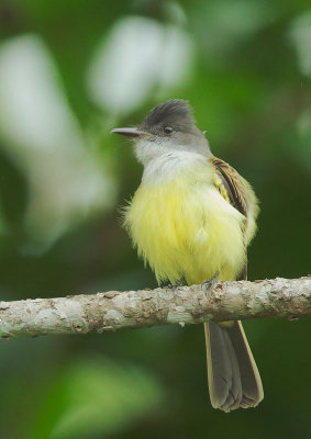Dusky-capped Flycatcher