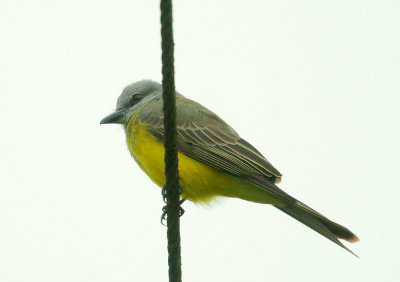 Tropical Kingbird