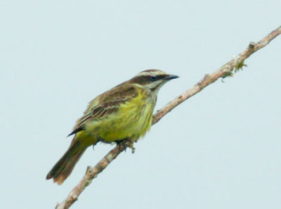 Piratic Flycatcher