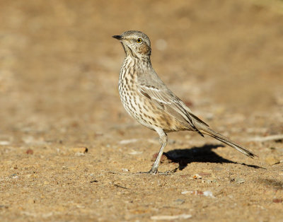 Sage Thrasher