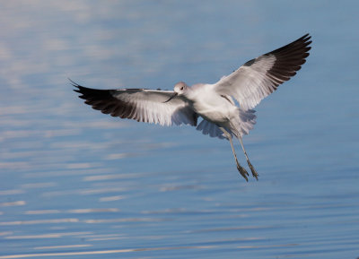 American Avocet, flying