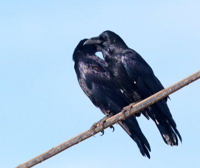 American Crows, pair