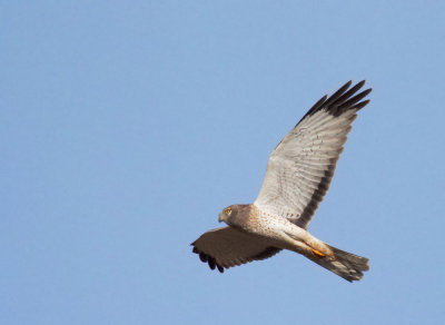 Northern Harrier, male