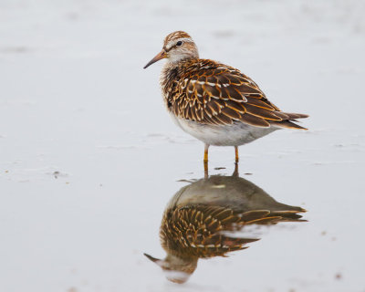 Pectoral Sandpiper, juvenile
