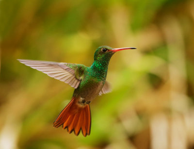 Rufous-tailed Hummingbird