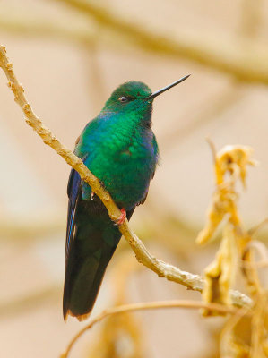 Great Sapphirewing, male