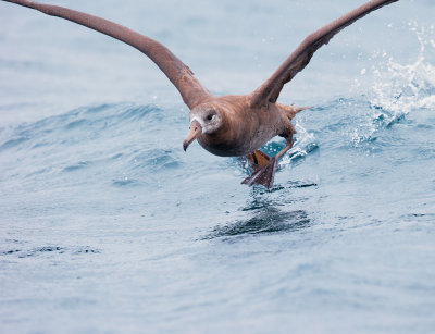 Black-footed Albatross, taking off