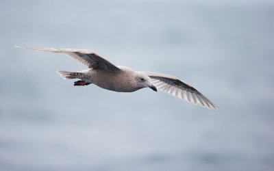 Glaucous-winged Gull, first cycle