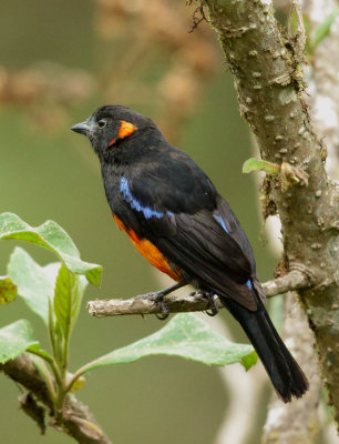 Scarlet-bellied Mountain-Tanager, immature