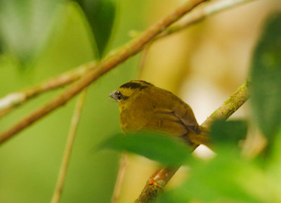 Three-striped Warbler