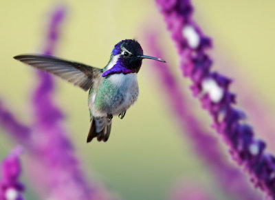 Costa's Hummingbird, male