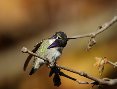 Costa's Hummingbird, male