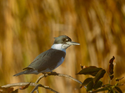 Belted Kingfisher, male