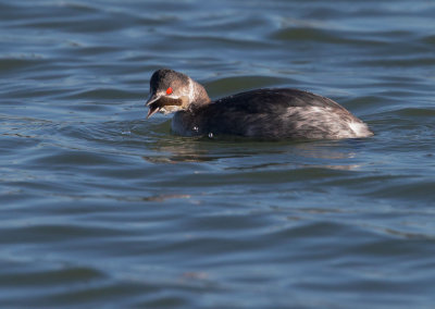 Eared Grebe, with fish