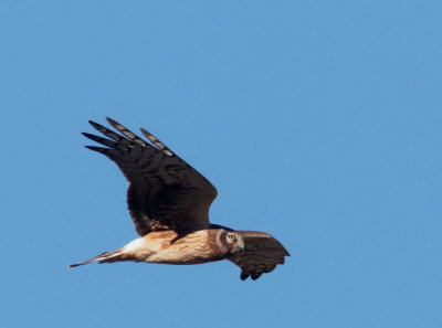 Northern Harrier, juvenile