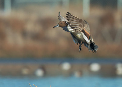 Northern Pintail, male