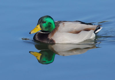 Mallard, male